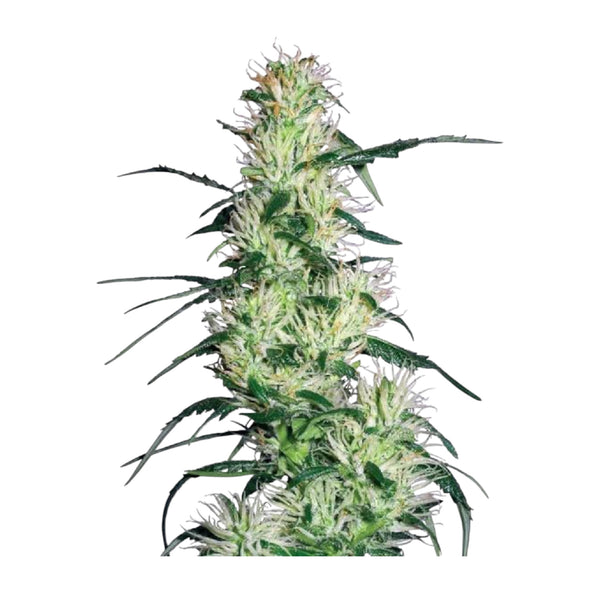 Sensi Seeds Purple Haze Feminisiert – 3 + 1 Samen (4 Stück)