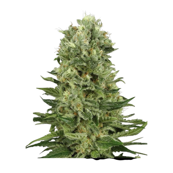 Sensi Seeds Skunk #1 Automatic – 3 + 1 Samen (4 Stück)