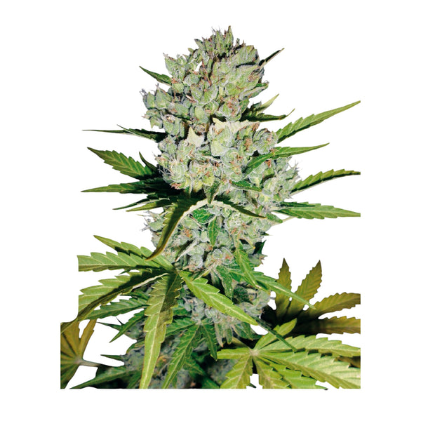Sensi Seeds Super Skunk Automatic (White Label) – 3 + 1 Samen (4 Stück)
