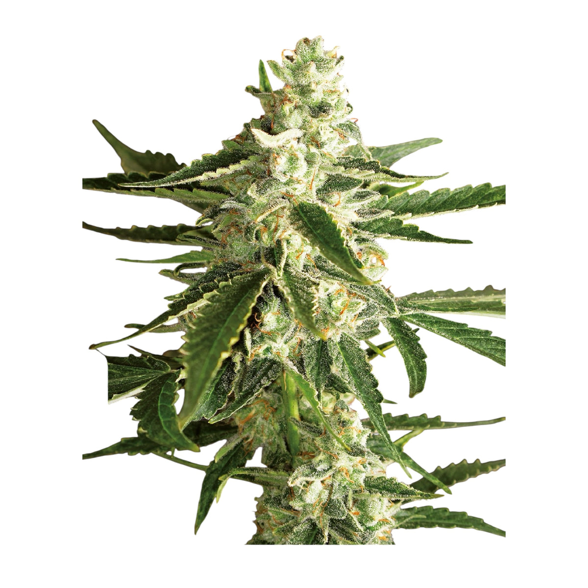 Sensi Seeds White Diesel Haze Automatic (White Label) – 3 + 1 Samen (4 Stück)