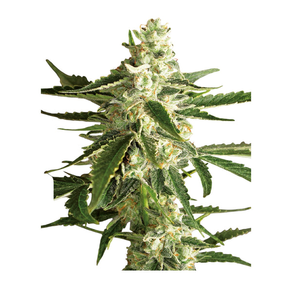 Sensi Seeds White Diesel Haze Automatic (White Label) – 3 + 1 Samen (4 Stück)
