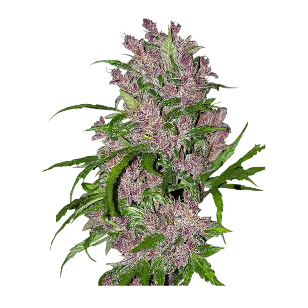 Sensi Seeds Purple Bud Automatic – 3 + 1 Samen (4 Stück)