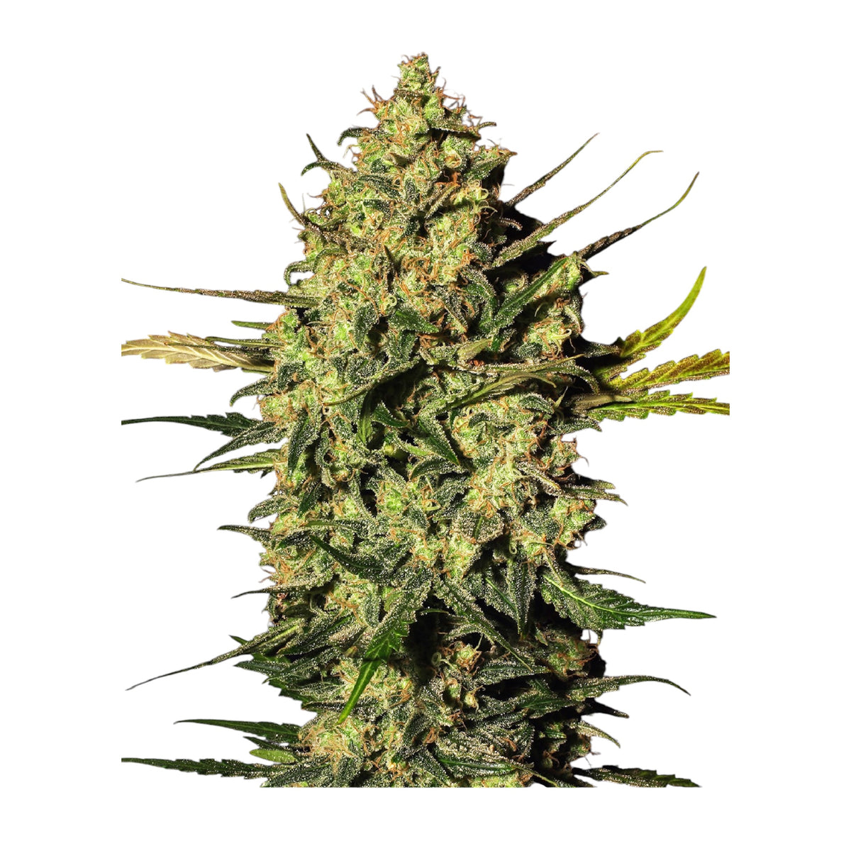 Sensi Seeds Master Kush Automatic (White Label) – 3 + 1 Samen (4 Stück)