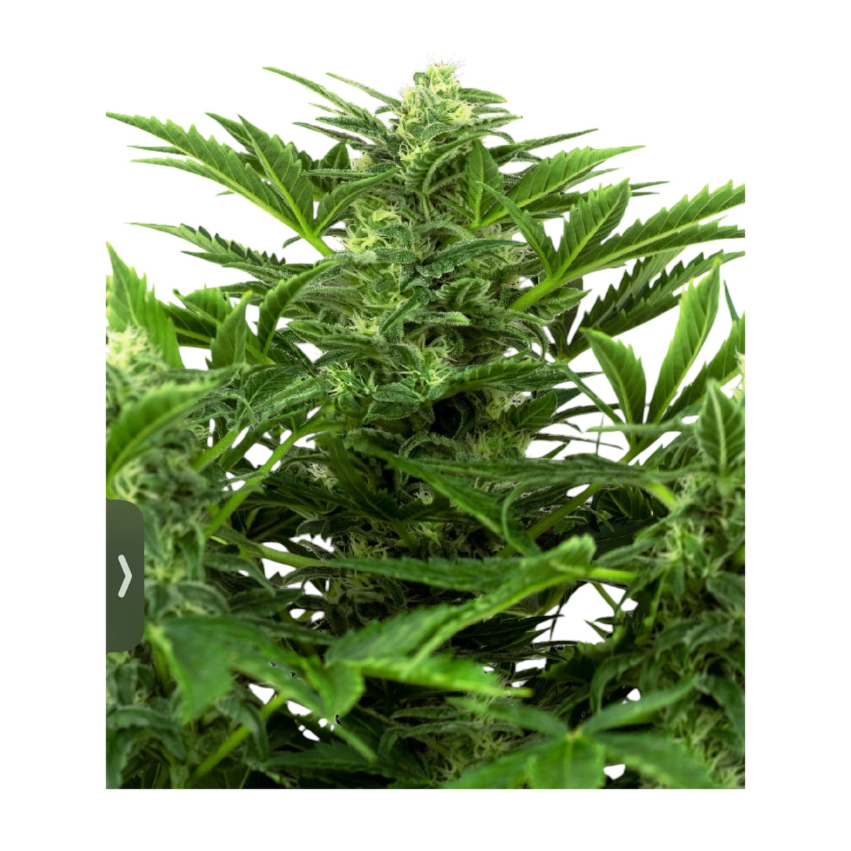 Sensi Seeds Mandarin Punch Automatic – 3 + 1 Samen (4 Stück)