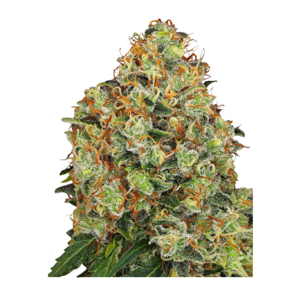 Sensi Seeds Sweet Tangerine Tango Automatic (White Label) – 3 + 1 Samen (4 Stück)
