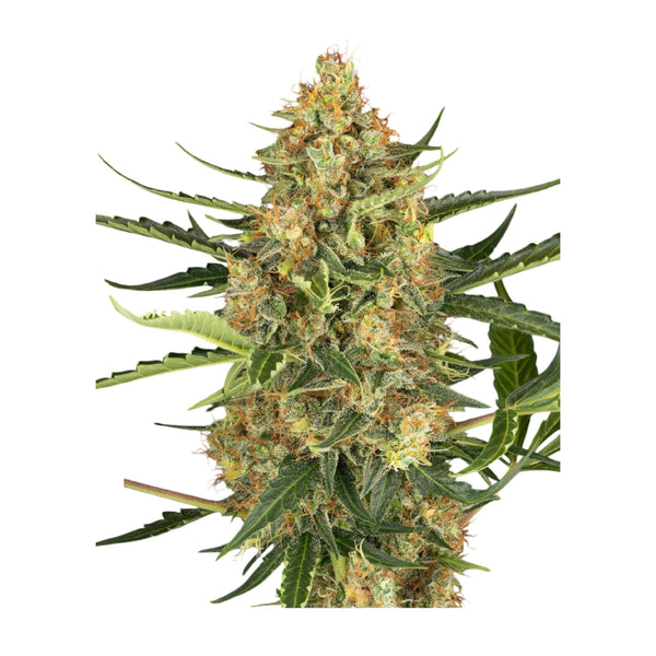 Sensi Seeds Blueberry Bubblegum Automatic – 3 + 1 Samen (4 Stück)
