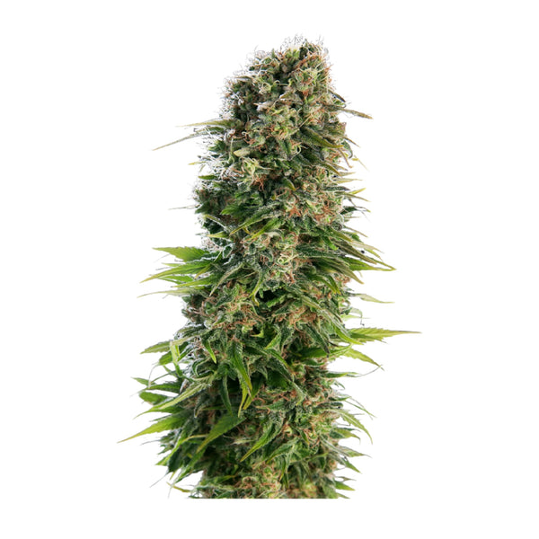 Sensi Seeds Hindu Kush Automatic – 3 + 1 Samen (4 Stück)