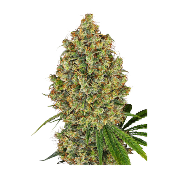 Sensi Seeds AK-420 Feminisiert – 3 + 1 Samen (4 Stück)