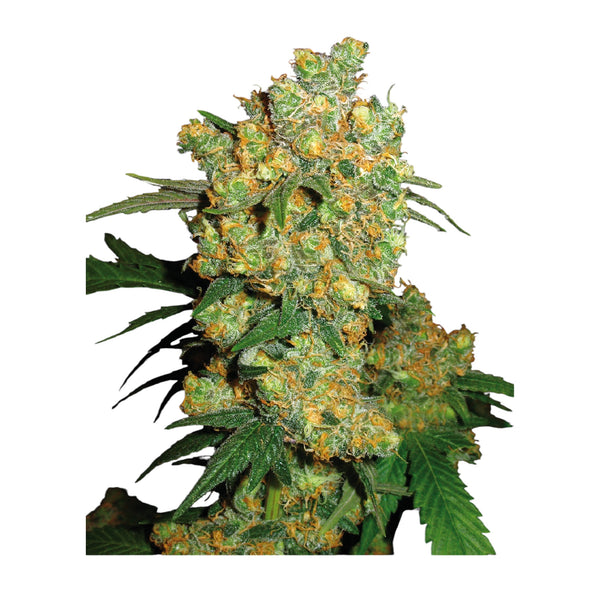 Sensi Seeds Big Bud Feminisiert – 3 + 1 Samen (4 Stück)