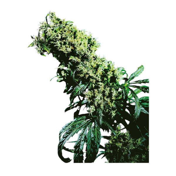 Sensi Seeds Northern Lights #5 × Haze Feminisiert – 3 + 1 Samen (4 Stück)