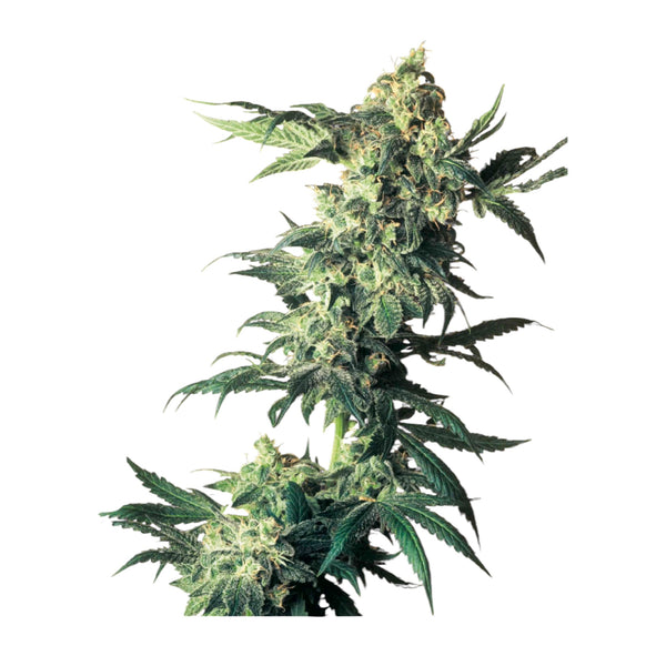 Sensi Seeds Northern Lights Feminisiert – 3 + 1 Samen (4 Stück)