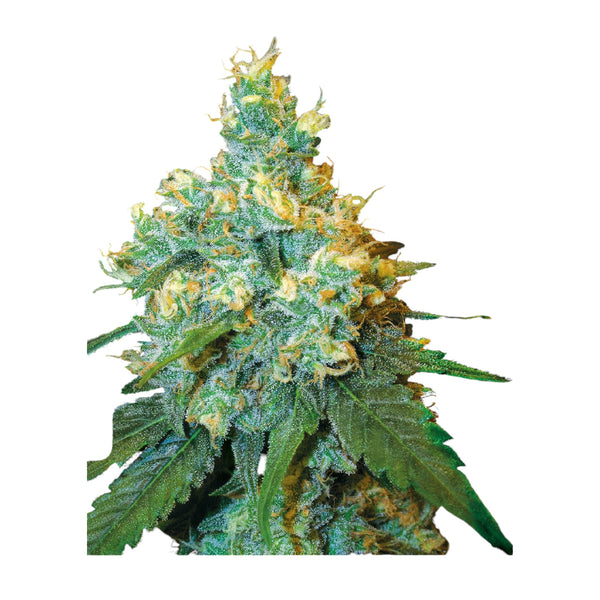 Sensi Seeds Jack Herer® Feminisiert – 3 + 1 Samen (4 Stück)