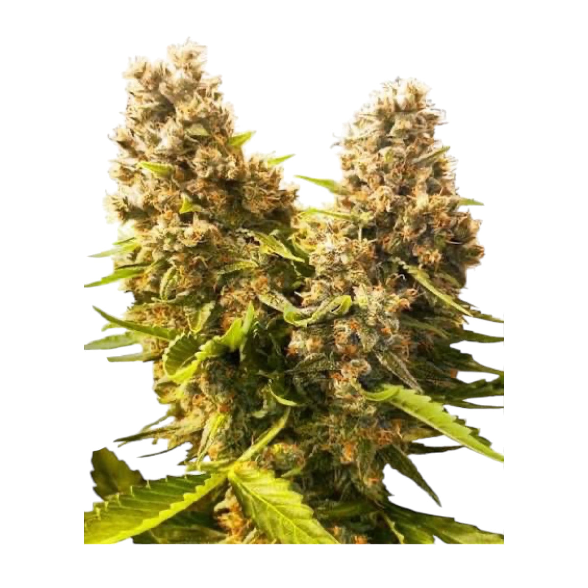 Sensi Seeds Banana Kush Cake Automatic – Feminisiert  3+ 1 Samen