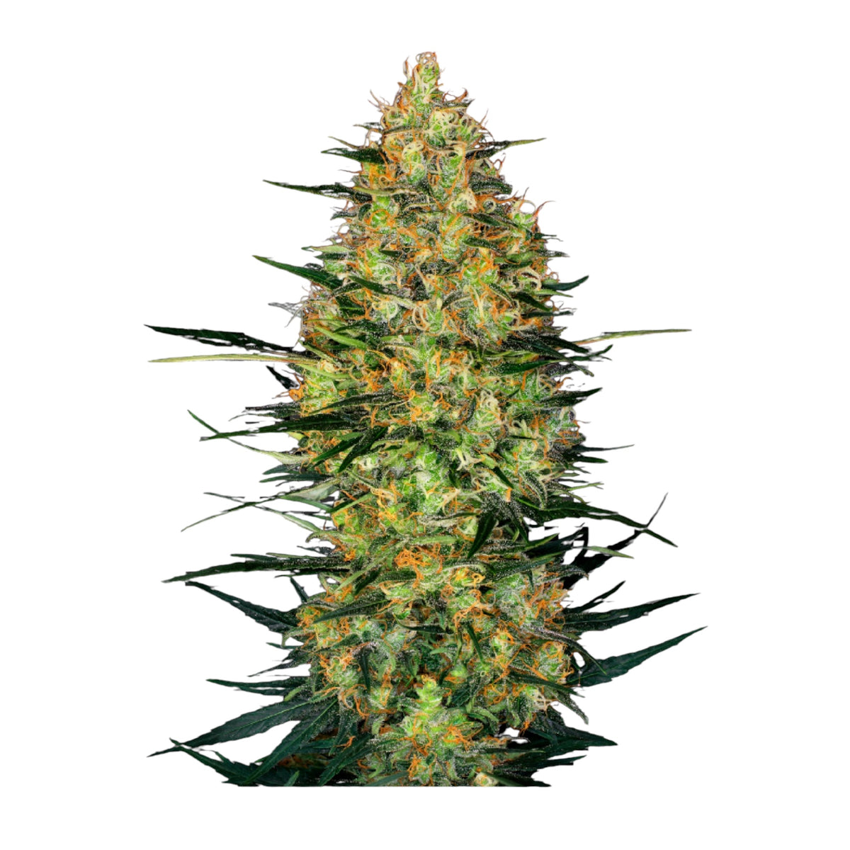 Sensi Seeds Caramellow Kush Automatic – Feminisiert 3+1 Samen