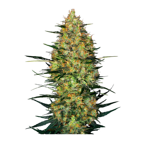 Sensi Seeds Caramellow Kush Automatic – Feminisiert 3+1 Samen