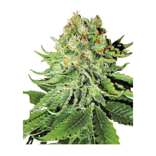 Sensi Seeds Northern Lights Automatic – Feminisiert 3+1 Samen