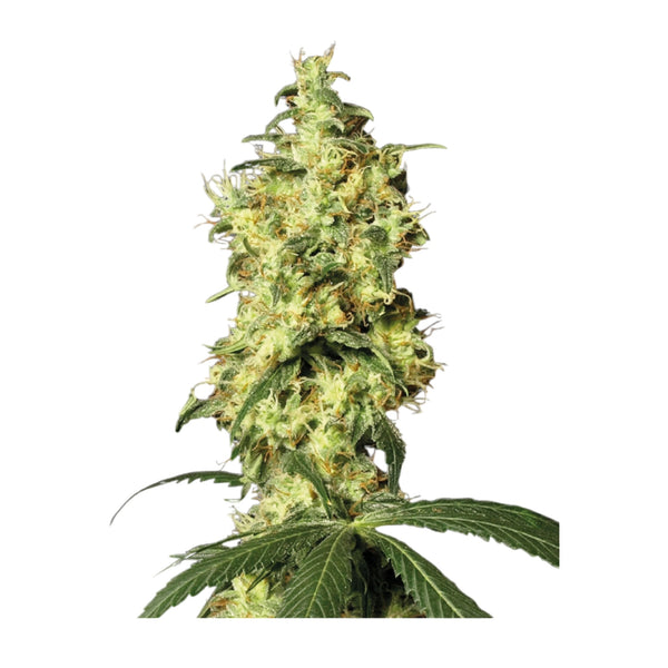 Sensi Seeds White Widow Automatic Hanfsamen von White Label 3+1 Samen