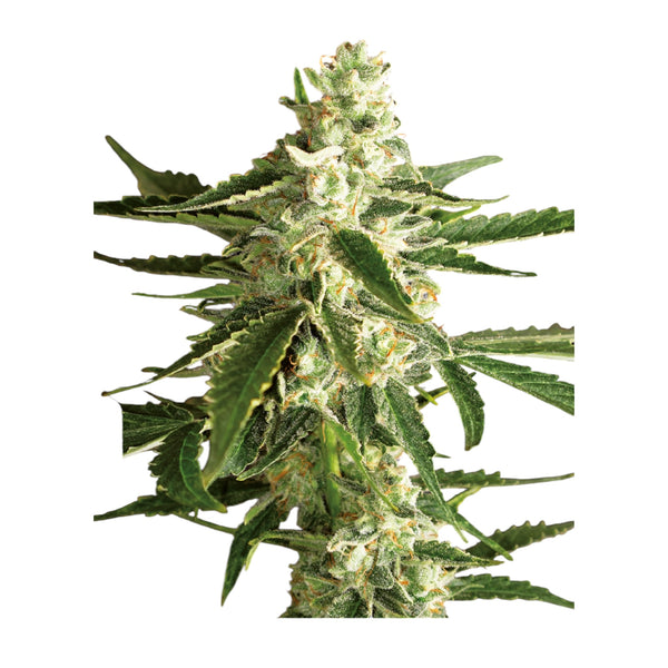 Sensi Seeds White Diesel Haze Automatic Hanfsamen von White Label 3 + 1 Samen