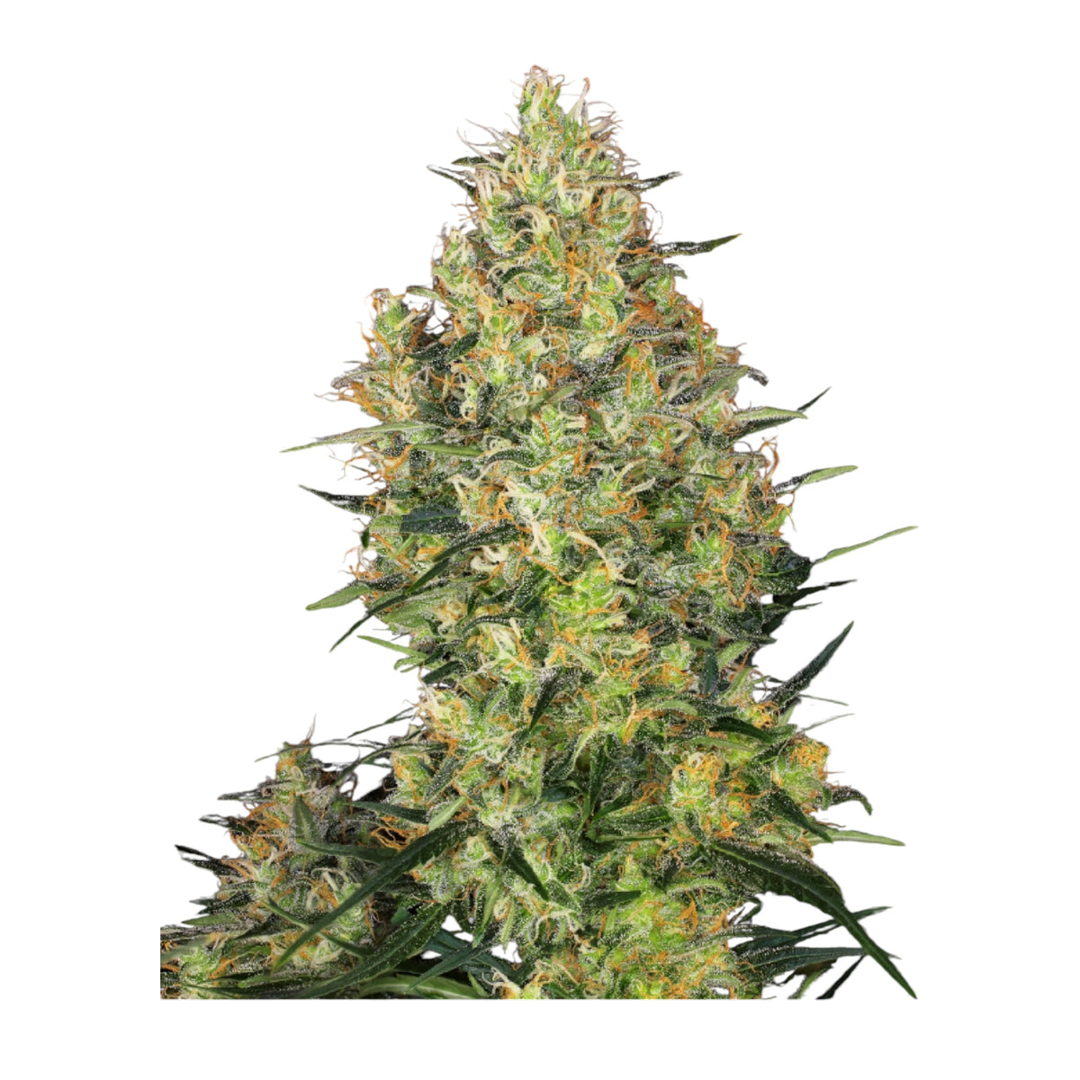 Sensi Seeds Shiva Skunk Feminisiert 3+ 1 Samen