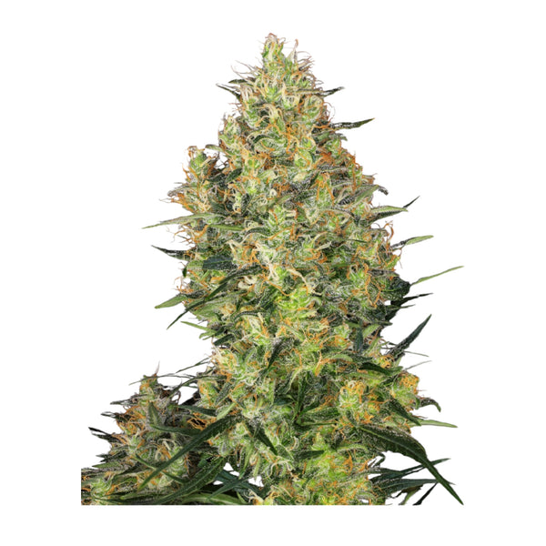 Sensi Seeds Shiva Skunk Feminisiert 3+ 1 Samen