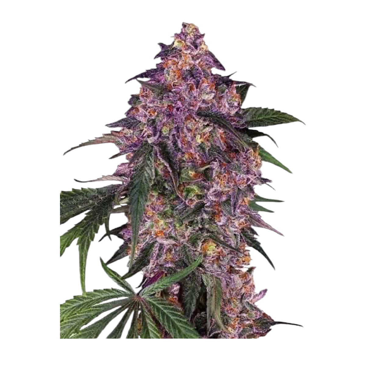 Sensi Seeds Purple Kush Feminisiert 3+1 Samen