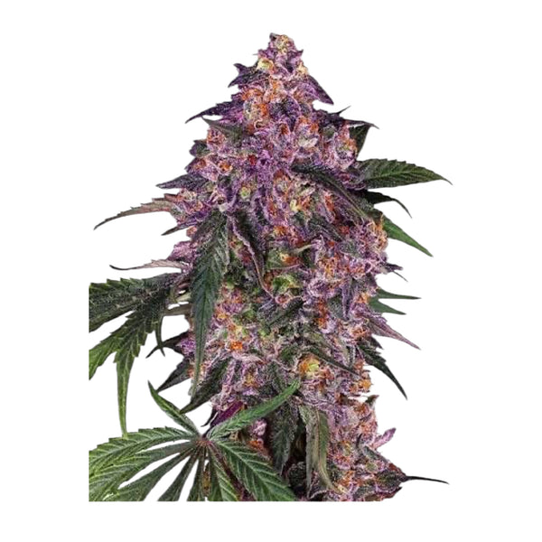 Sensi Seeds Purple Kush Feminisiert 3+1 Samen