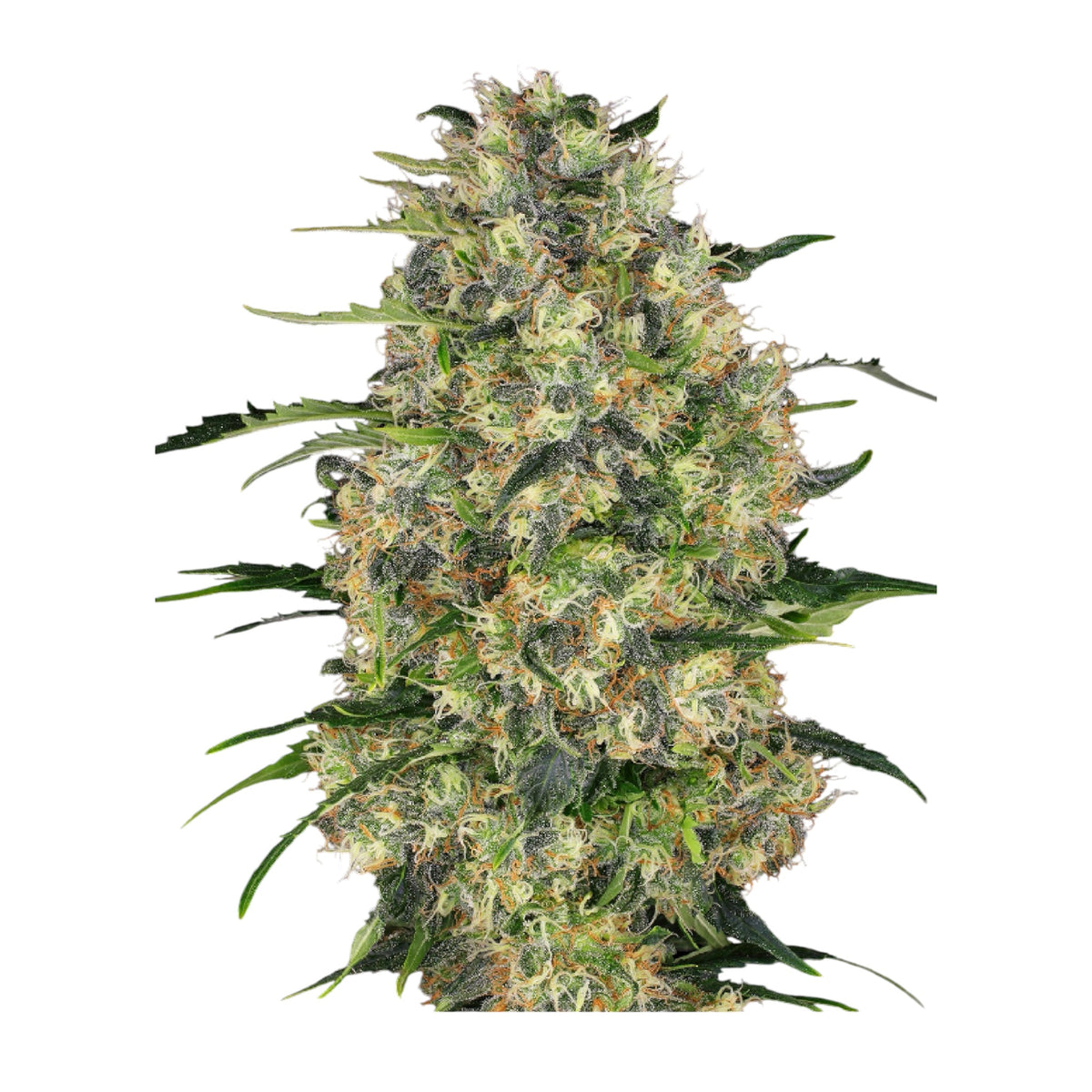 Sensi Seeds Black Domina Feminisierte Hanfsamen 3+1 Samen