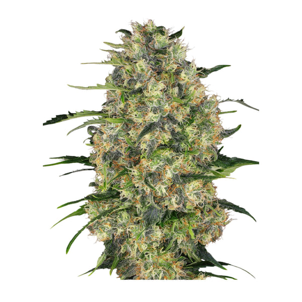 Sensi Seeds Black Domina Feminisierte Hanfsamen 3+1 Samen