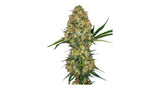 Sensi Seeds Hindu Kush Feminisierte Hanfsamen ( 3+1 )
