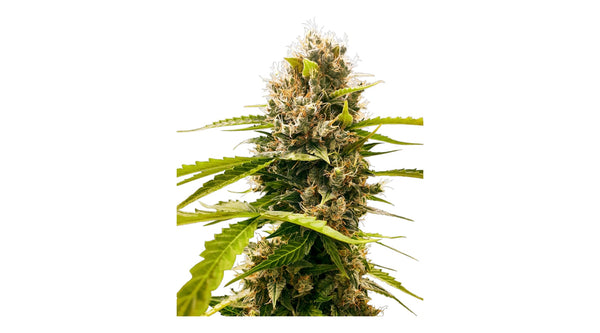 Sensi Seeds Mandarin Punch Feminisierte Hanfsamen 3+1