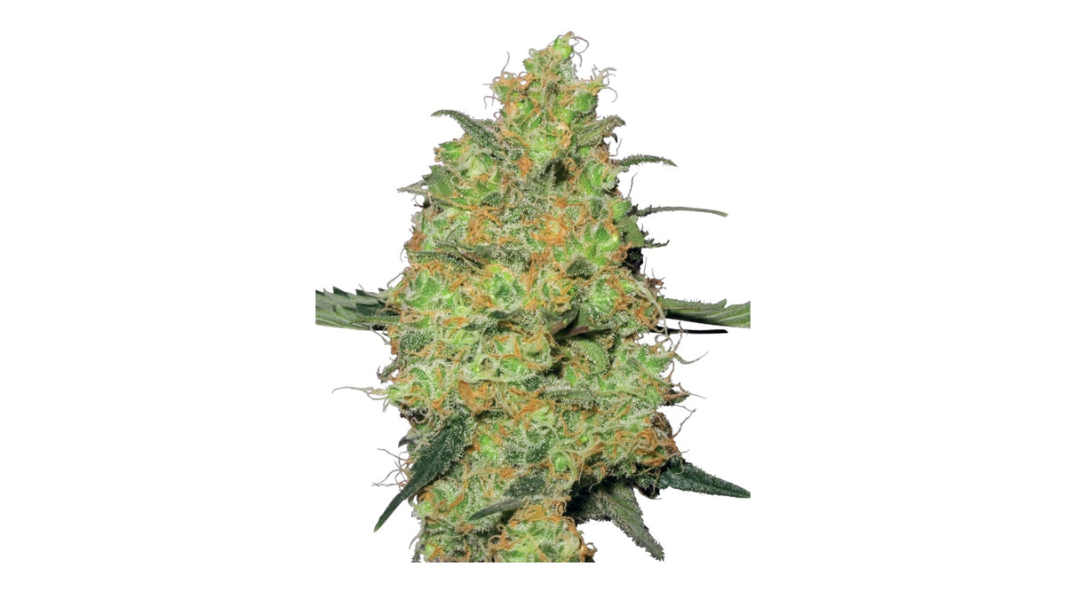 Sensi Seeds Master Kush Feminisierte Hanfsamen von White Label 3+1