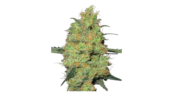Sensi Seeds Master Kush Feminisierte Hanfsamen von White Label 3+1
