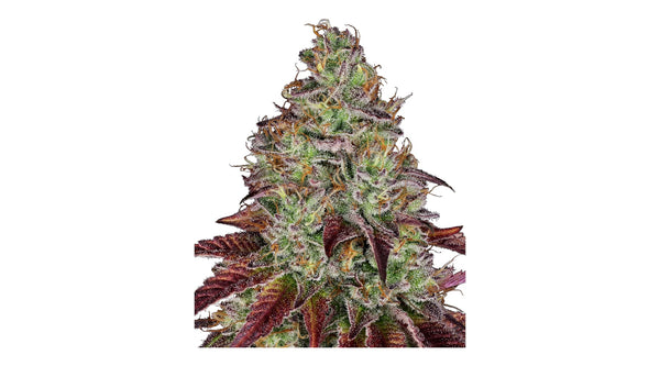 Sensi Seeds Tezla OG Feminisierte Hanfsamen 3+1