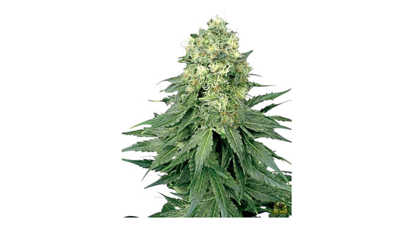Sensi Seeds White Widow Feminisierte Hanfsamen von White Label 3+1