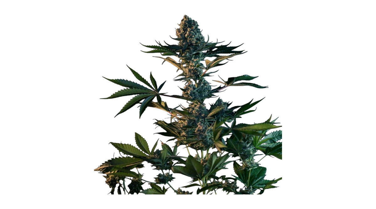 Royal Queen Seeds Royal Gorilla aka Gorilla Glue,/GG4 3 Samen