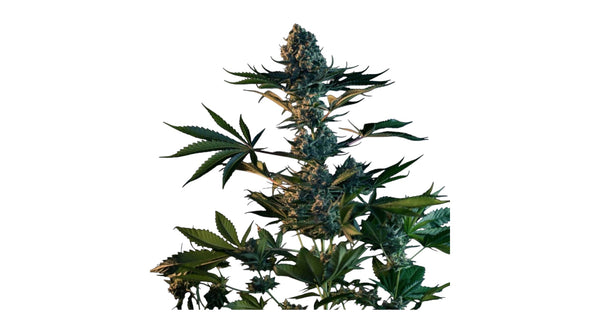 Royal Queen Seeds Royal Gorilla aka Gorilla Glue,/GG4 3 Samen