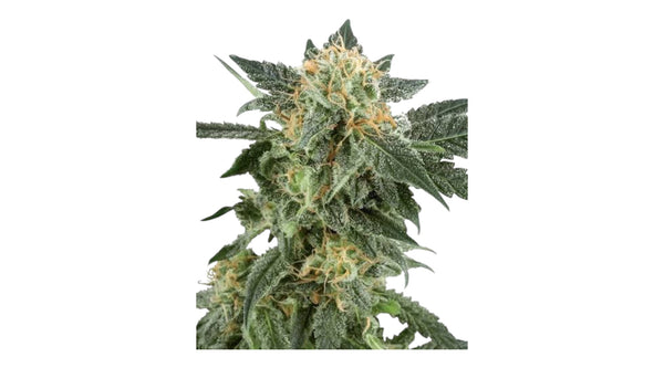 Sensi Seeds Snow Ryder Automatic Hanfsamen von White Label 3 + 1 Samen