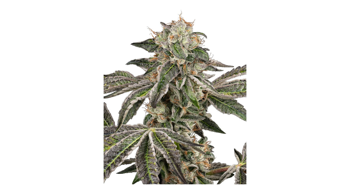 Sensi Seeds Runtz Automatic Hanfsamen 3 + 1 Samen