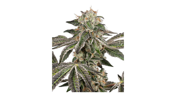 Sensi Seeds Runtz Automatic Hanfsamen 3 + 1 Samen